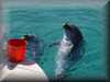 dolphins pictures 030314-16.jpg