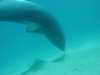 dolphins pictures 040515-36.jpg