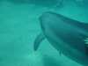 dolphins pictures 040515-59.jpg