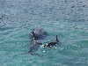 dolphins pictures 051005-09.jpg