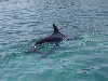 dolphins pictures 051005-12.jpg