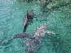 dolphins pictures 051005-17.jpg