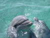 dolphins pictures 051005-18.jpg