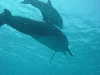 dolphins pictures 051005-21.jpg