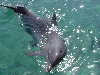 dolphins pictures 051005-22.jpg