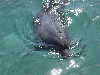 dolphins pictures 051005-23.jpg