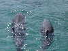 dolphins pictures 051005-31.jpg