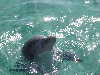 dolphins pictures 051005-32.jpg