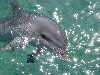 dolphins pictures 051005-33.jpg