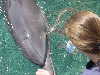 dolphins pictures 051005-34.jpg