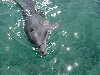 dolphins pictures 051005-36.jpg