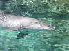 dolphins pictures 051005-40.jpg
