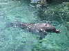 dolphins pictures 051005-46.jpg