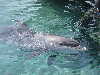 dolphins pictures 051005-49.jpg