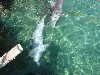 dolphins pictures 051103-01.jpg
