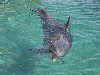 dolphins pictures 051103-02.jpg