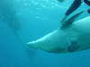 dolphins pictures 060101-04.jpg
