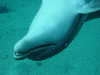 dolphins pictures 060101-09.jpg