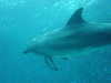 dolphins pictures 060101-18.jpg