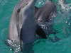 dolphins pictures 060313-07.jpg