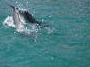 dolphins pictures 060313-10.jpg