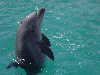 dolphins pictures 060313-11.jpg