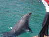 dolphins pictures 060313-13.jpg