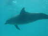 dolphins pictures 060506-15.jpg