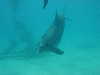 dolphins pictures 060506-16.jpg