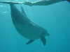 dolphins pictures 060506-19.jpg