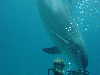 dolphins pictures 060506-22.jpg