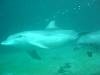 dolphins videos 040329-05