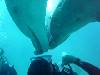 dolphins videos 040416-01