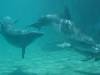 dolphins videos 040417-09