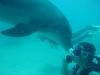 dolphins videos 040724-06