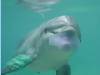 dolphins videos 050413-10