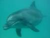 dolphins videos 050802-03