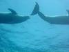 dolphins videos 050819-10