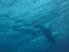 dolphins videos 050820-03