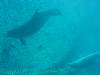 dolphins videos 050820-20