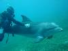 dolphins videos 050821-03