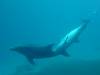 dolphins videos 050821-07