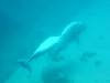 dolphins videos 050821-10