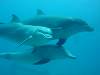dolphins videos 050823-13