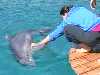 dolphins videos 060224-120903