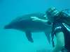 dolphins videos 060506-02