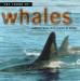 Levantis - The Sound Of Whales