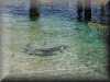 dolphins pictures 030314-05.jpg