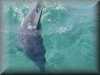dolphins pictures 030314-08.jpg