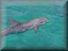 dolphins pictures 030314-14.jpg